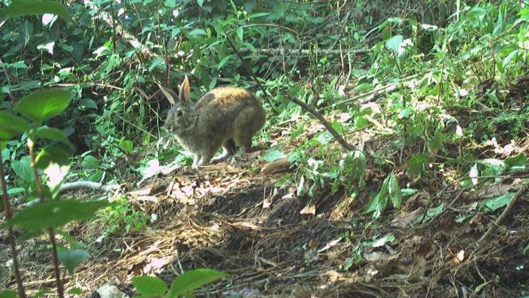 Sylvilagus insonus fotografiado en octubre de 2021 por una cámara trampa.