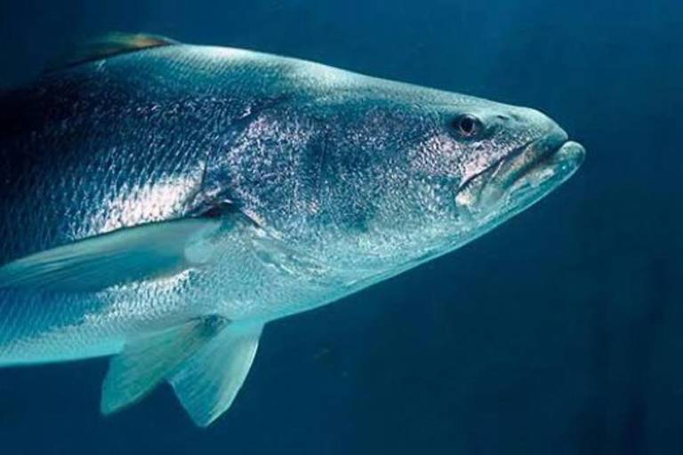 CITES restablecerá comercio de flora y fauna con México