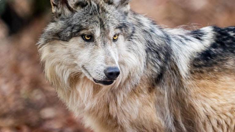 Este santuario en el estado de México está enfocado únicamente en la rehabilitación del lobo mexicano en situación de vulnerabilidad.