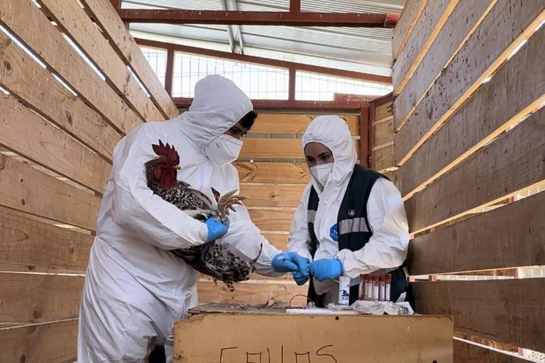 Gripe aviar se extiende por 108 países de los cinco continentes