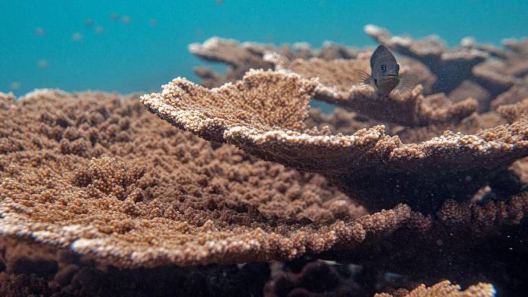 El coral cuerno de alce, en peligro de extinción, prospera en el arrecife Cocalito, en la Bahía de Tela.