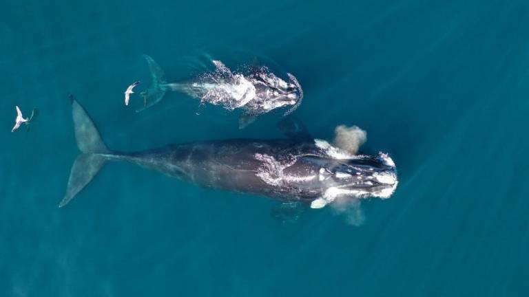 Ballena Sulfurium, fotografiada junto a su cría en septiembre de 2024.