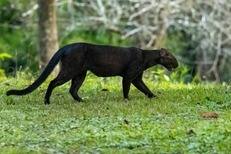 Yaguarundí: el escurridizo felino que necesita ser estudiado para lograr su conservación