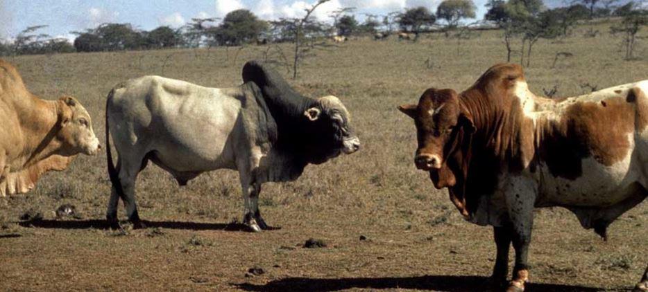 $!El uso de antibióticos está aumentando la resistencia a los antimicrobianos en los humanos y podría representar una amenaza mortal para la humanidad.