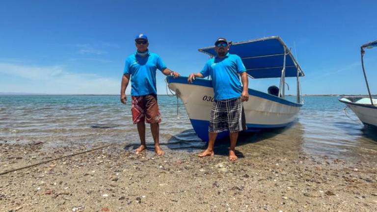 Debido a la sobrepesca y la contaminación, el callo de hacha estuvo a punto de desaparecer por completo de la ensenada de la bahía de La Paz.