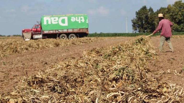 De las mil 858 hectáreas que había sembradas, 997 tuvieron un daño total.