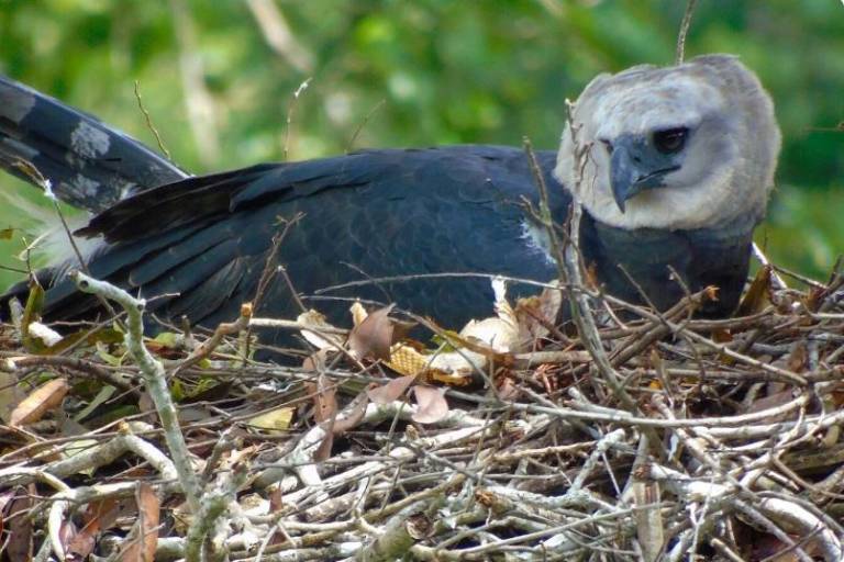 Águila harpía: reaparece la majestuosa ave rapaz que se creía extinta en México