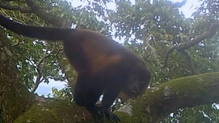 Mono aullador o saraguato, en el dosel de la Estación de Biología Tropical Los Tuxtlas.