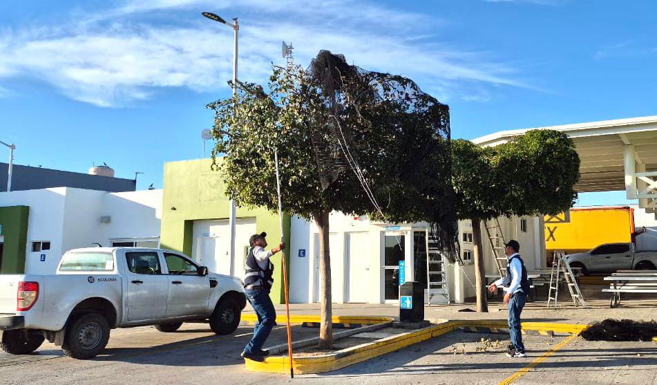 $!Liberan a aves atrapadas con una malla en un árbol de Villa Unión