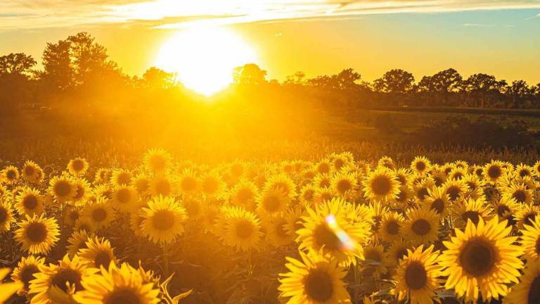 Un campo de girasoles.