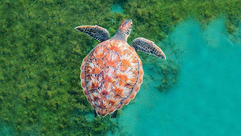 Una tortuga nada en el océano cerca de la isla caribeña de Martinica.