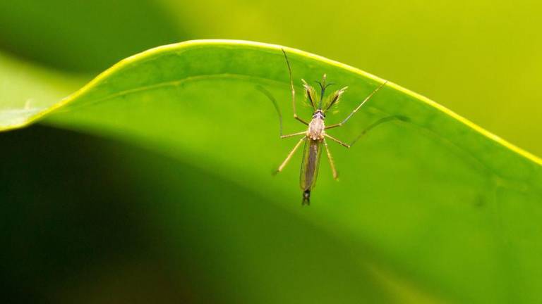 Entre las enfermedades transmitidas por mosquitos se encuentran el dengue, la fiebre amarilla, el chikungunya y el zika.