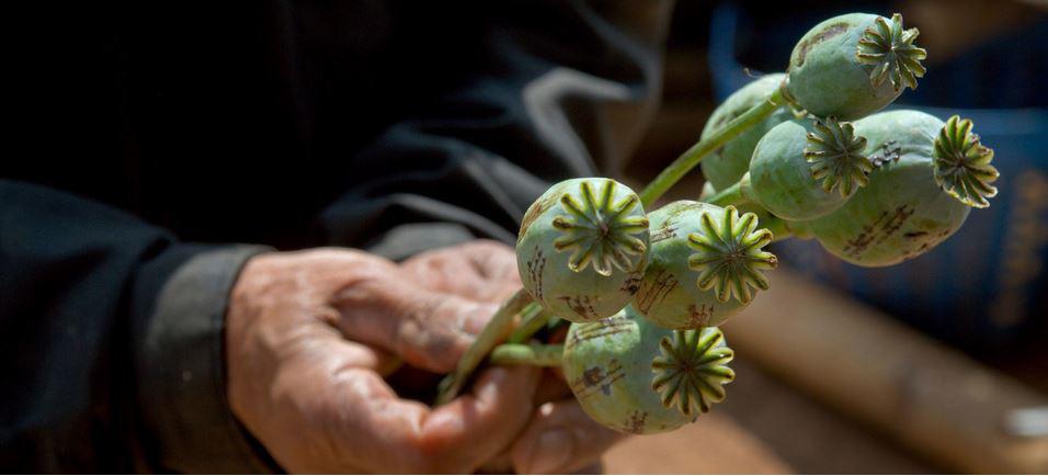 $!El cultivo de opio se mantiene en Afganistán.