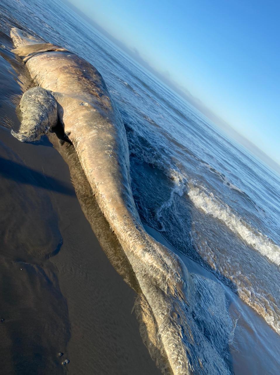$!Hallan una ballena gris sin vida en El Tambor, Navolato