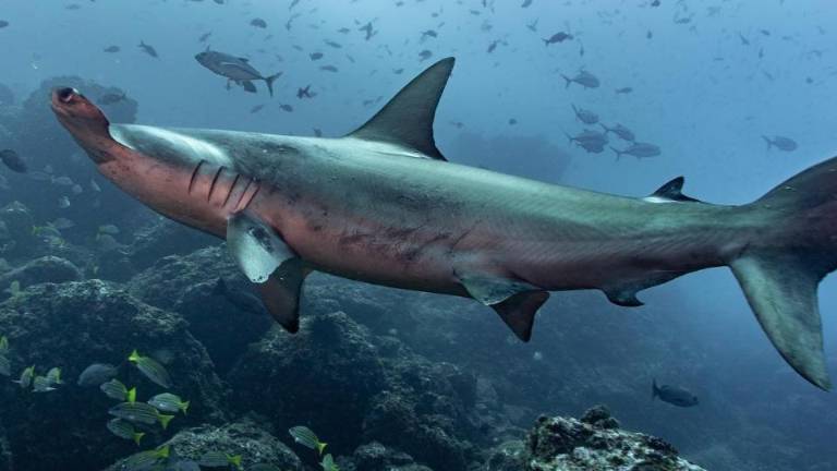 El tiburón martillo está en peligro crítico de extinción. Sus poblaciones han disminuido en un 95 % en algunas regiones del mundo.