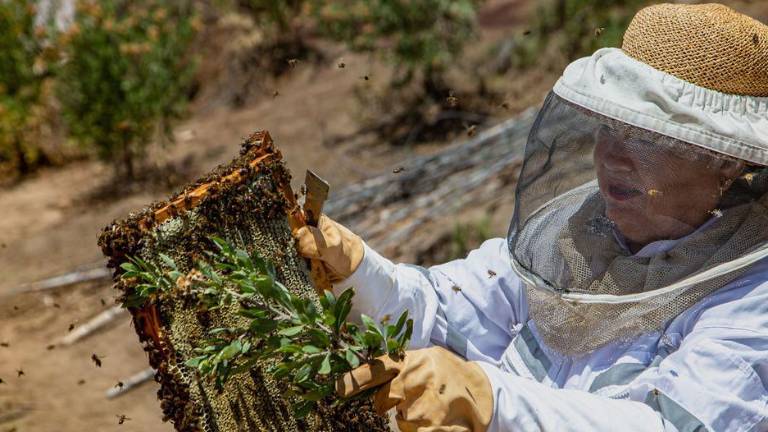 Edith Elgueta vende miel y propóleos que sus abejas extraen de la flora autóctona que crece gracias a los acuíferos subterráneos del desierto de Atacama, en Chile.