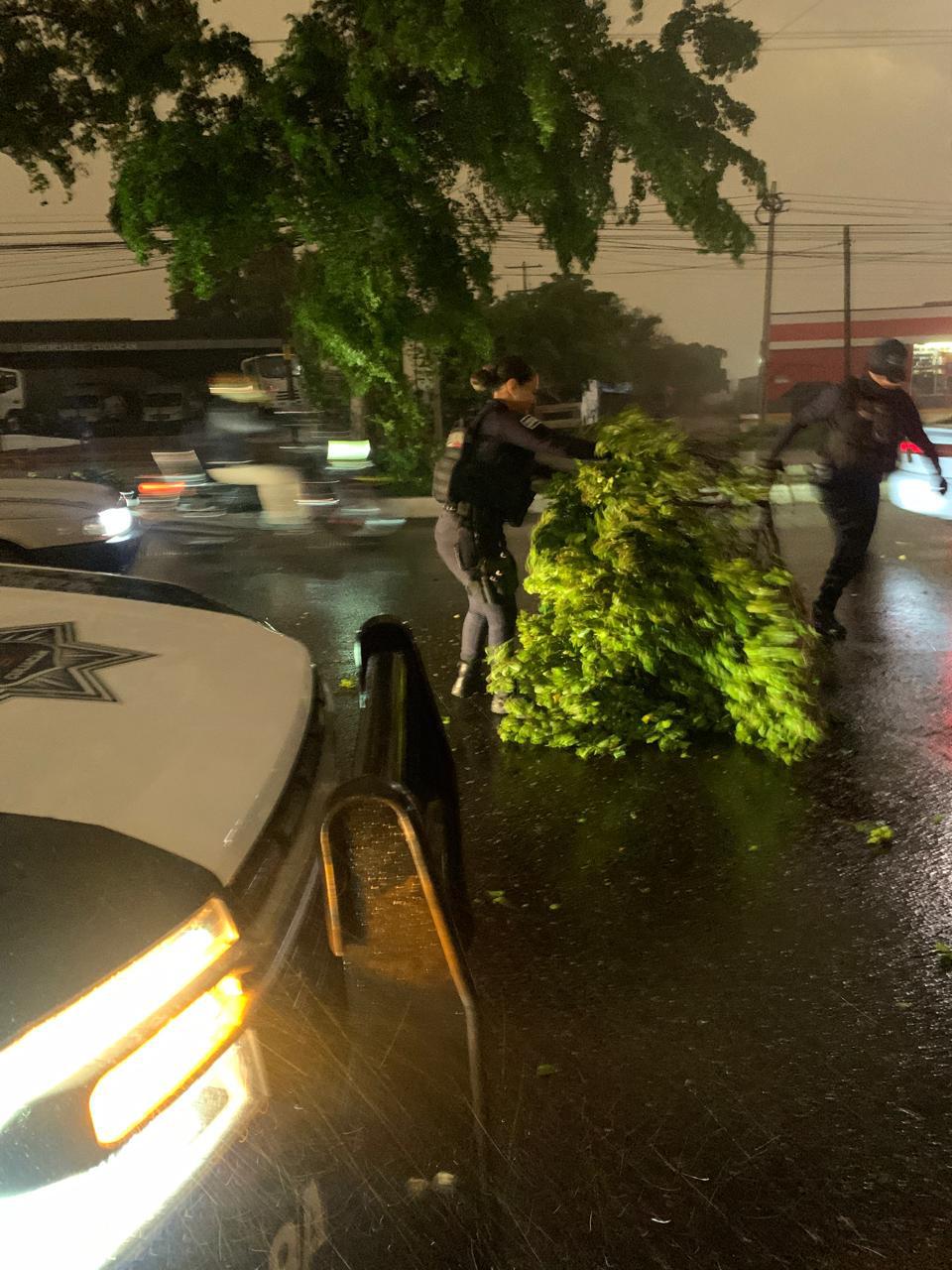 $!Lluvia y vientos fuertes provocan caída de árboles y apagones en Culiacán