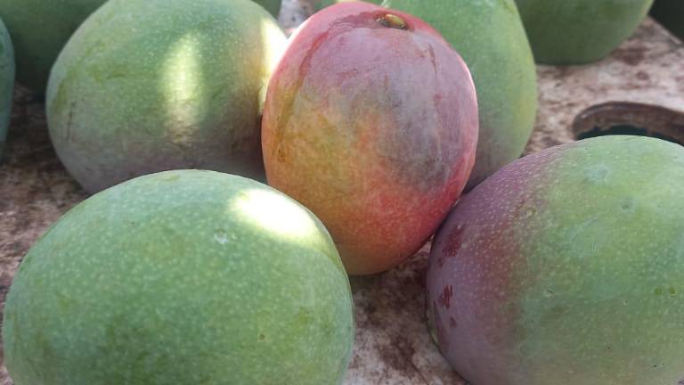 En las huertas se tienen que invertir en rastreo, en fertilizar, en horquetear, cuando la fruta empieza a pesar sobre los árboles, entre otras cosas y con precios bajos no les da.