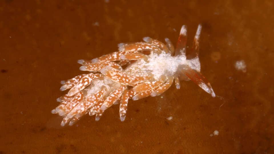 $!Galápagos: redescubren un coral solitario que se creía extinto y renueva la esperanza sobre la conservación marina