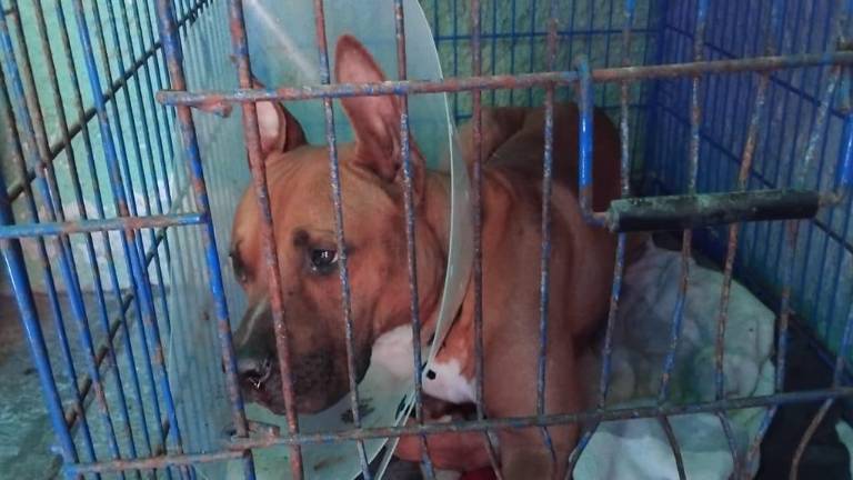 Por el tipo de lesión, el perrito ‘Máster’ no ha podido comer ni tomar agua por el dolor que esto le causa.
