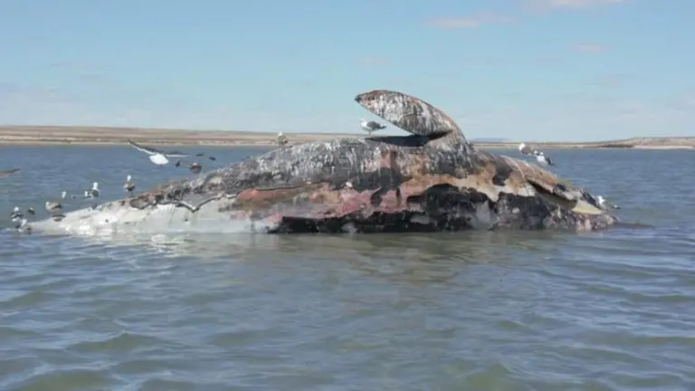 En la temporada 2024-2025 se registraron 92 ballenas grises varadas en Baja California Sur, una de las cifras más altas en décadas.