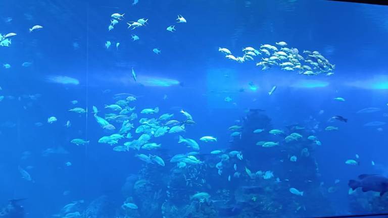 El Gran Acuario Mazatlán combina funciones recreativas, educativas y de conservación.