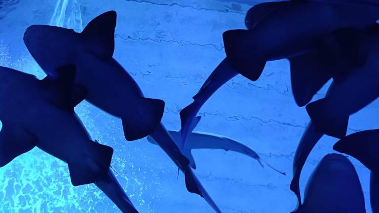 El Gran Acuario Mar de Cortés de Mazatlán celebró la Semana del Tiburón.