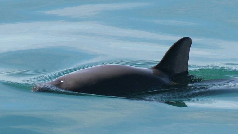 Una vaquita marina en el Golfo de California.