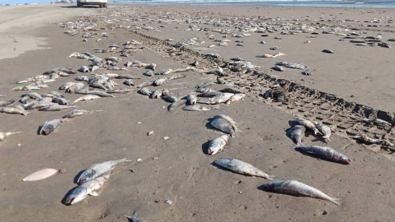Decenas de peces muertos cubrieron parte de la playa El Tambor en Navolato, sin que hasta ahora se determine la causa del suceso.