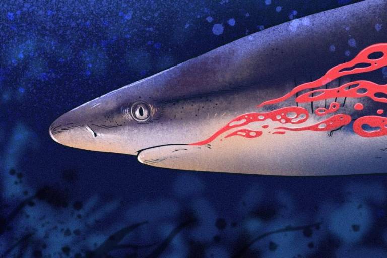 Deficiente fiscalización de autoridades peruanas facilita transporte irregular de más de 1500 toneladas de tiburones protegidos