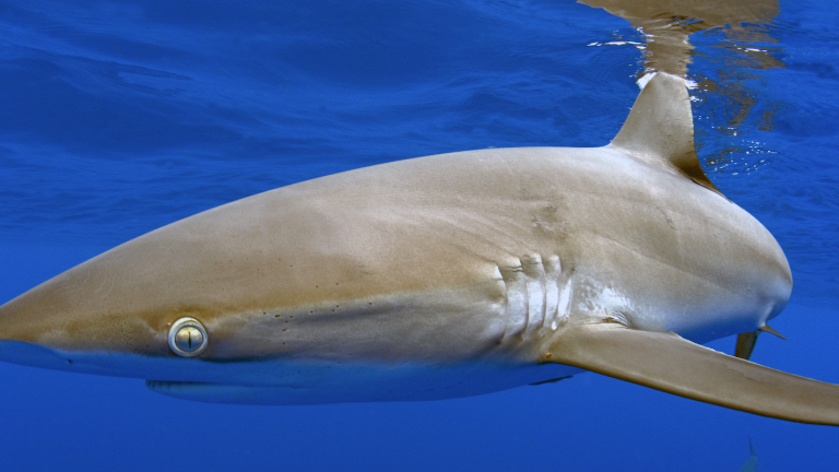 Tiburón sedoso (Carcharhinus falciformis).