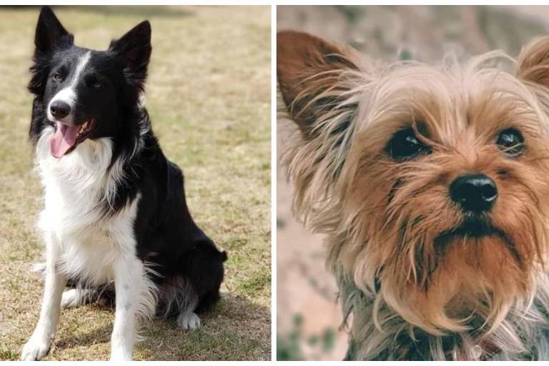 Jueza da 10 años 6 meses de prisión a asesino de Athos y Tango, perritos rescatistas