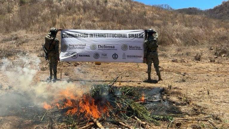 Elementos de la Semar pincineró mil kilos de droga en Choix.