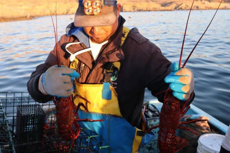 El fin de la abundancia: crisis climática golpea a la pesca de langosta y al sustento de comunidades en Baja California Sur