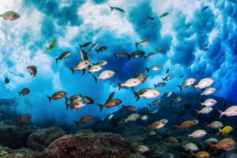 La ONU pide a los líderes del mundo asumir compromisos ambiciosos para salvar los mares