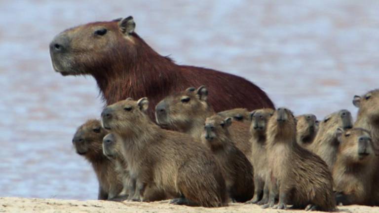 Los capibaras habitan al menos siete reservas y parques nacionales de Perú y se extienden por toda Sudamérica, en especial, por la Amazonía.