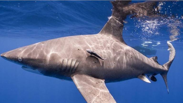 Tiburón oceánico de puntas blancas (Carcharhinus longimanus).