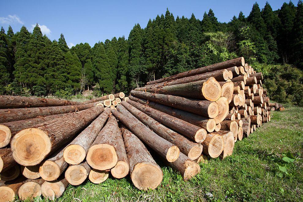 $!México entra en la lista de los 10 países con mayor pérdida de bosques primarios en el mundo durante 2024