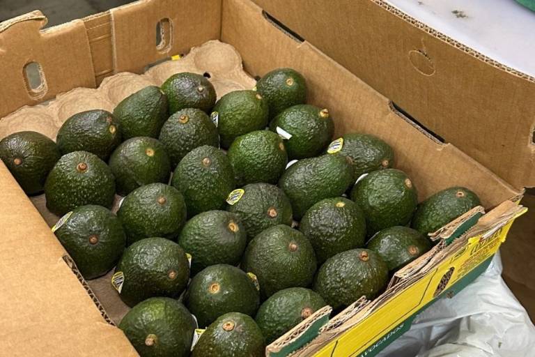 EU confirma suspensión de inspección de aguacates y mangos en Michoacán tras agresión a su personal