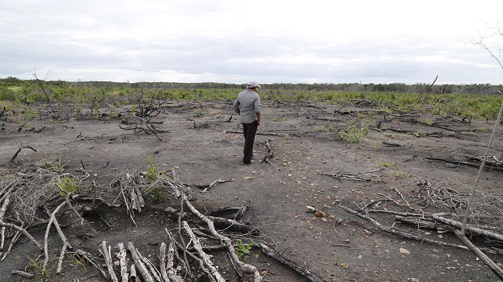 $!Agroindustria y resistencia de las abejas en Los Chenes