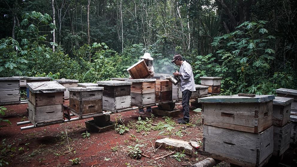 $!Agroindustria y resistencia de las abejas en Los Chenes