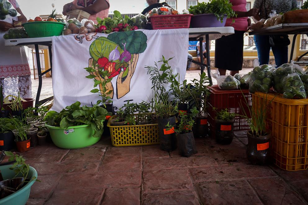 $!Agroindustria y resistencia de las abejas en Los Chenes