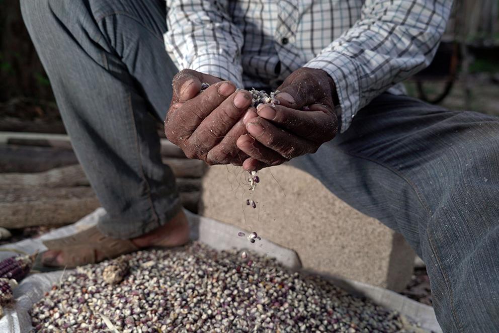 $!Agroindustria y resistencia de las abejas en Los Chenes