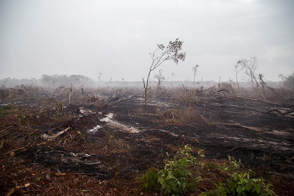 $!Agroindustria y resistencia de las abejas en Los Chenes